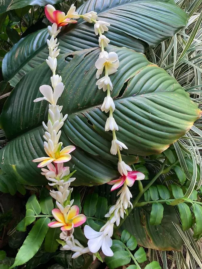 Auberge de jeunesse Alaroots Huahine à Haapu